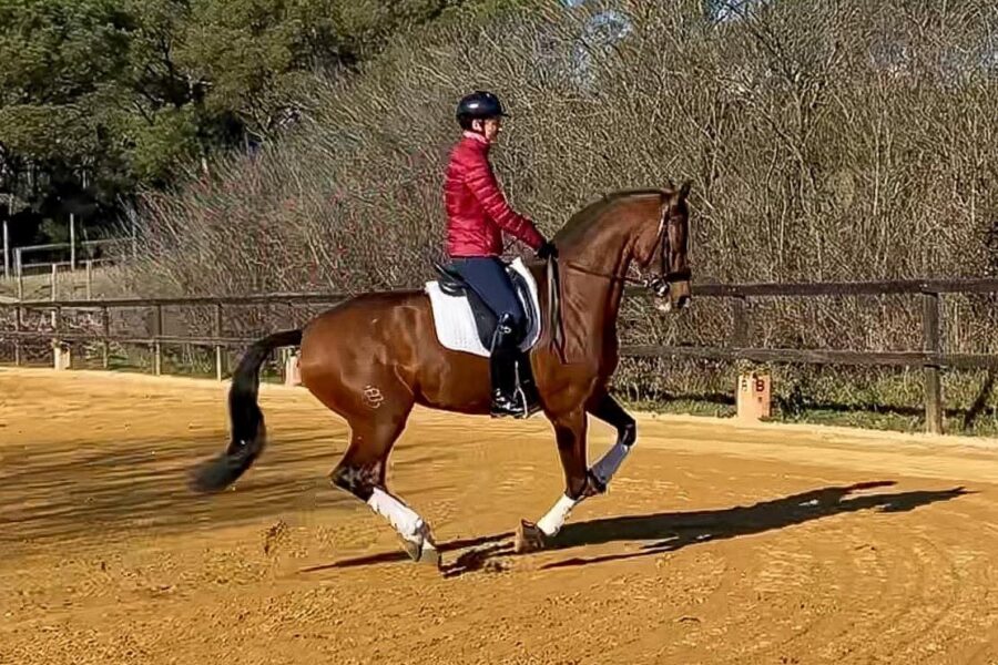Next Level Riding Course: 17th Ride – Canter Work