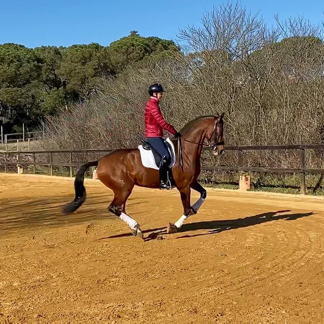 Next Level Riding Course: 17th Ride – Canter Work