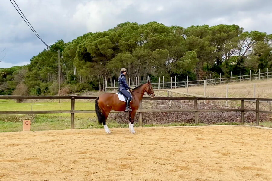 Next Level Riding Course: 18th Ride – Introducing the Trot Work