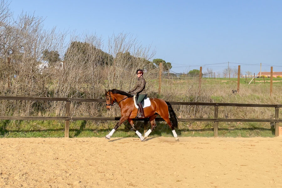 Next Level Riding Course: 27th Ride – First trot extensions
