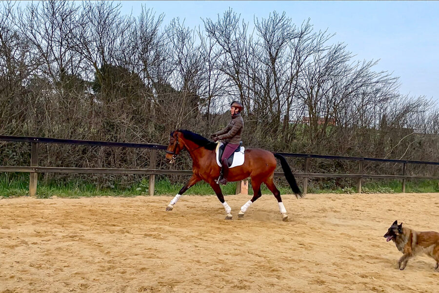 Next Level Riding: 11th Webinar