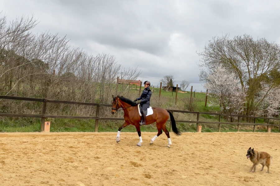 Next Level Riding Course: 28th Ride – Transitions Extended Trot to Halt