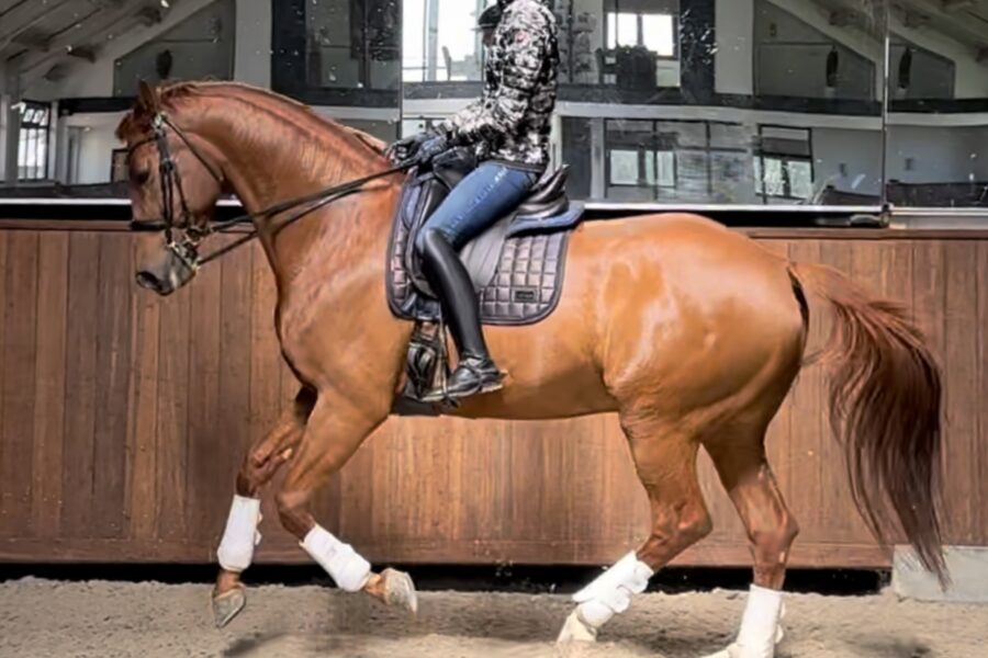 CHAPTER 6: How to Have Relaxed Upper Body During Riding