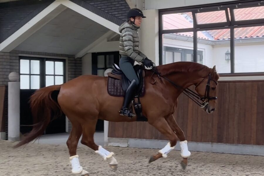 CHAPTER 1: Disturbing or Supporting Movement of the Horse