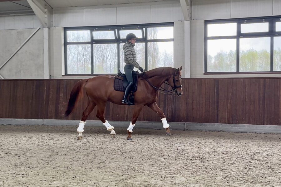 CHAPTER 9: How and Why a Good Rider’s Hands Immediately Improve the Movement of the Horse