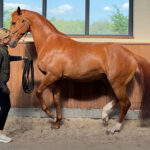 Tendon-Based Locomotion, Gut-Spine Coordination, and the Hidden Architecture of Equine Movement