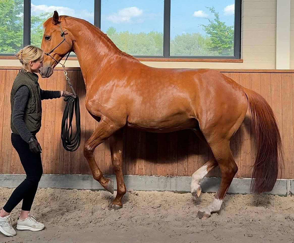 Tendon-Based Locomotion, Gut-Spine Coordination, and the Hidden Architecture of Equine Movement