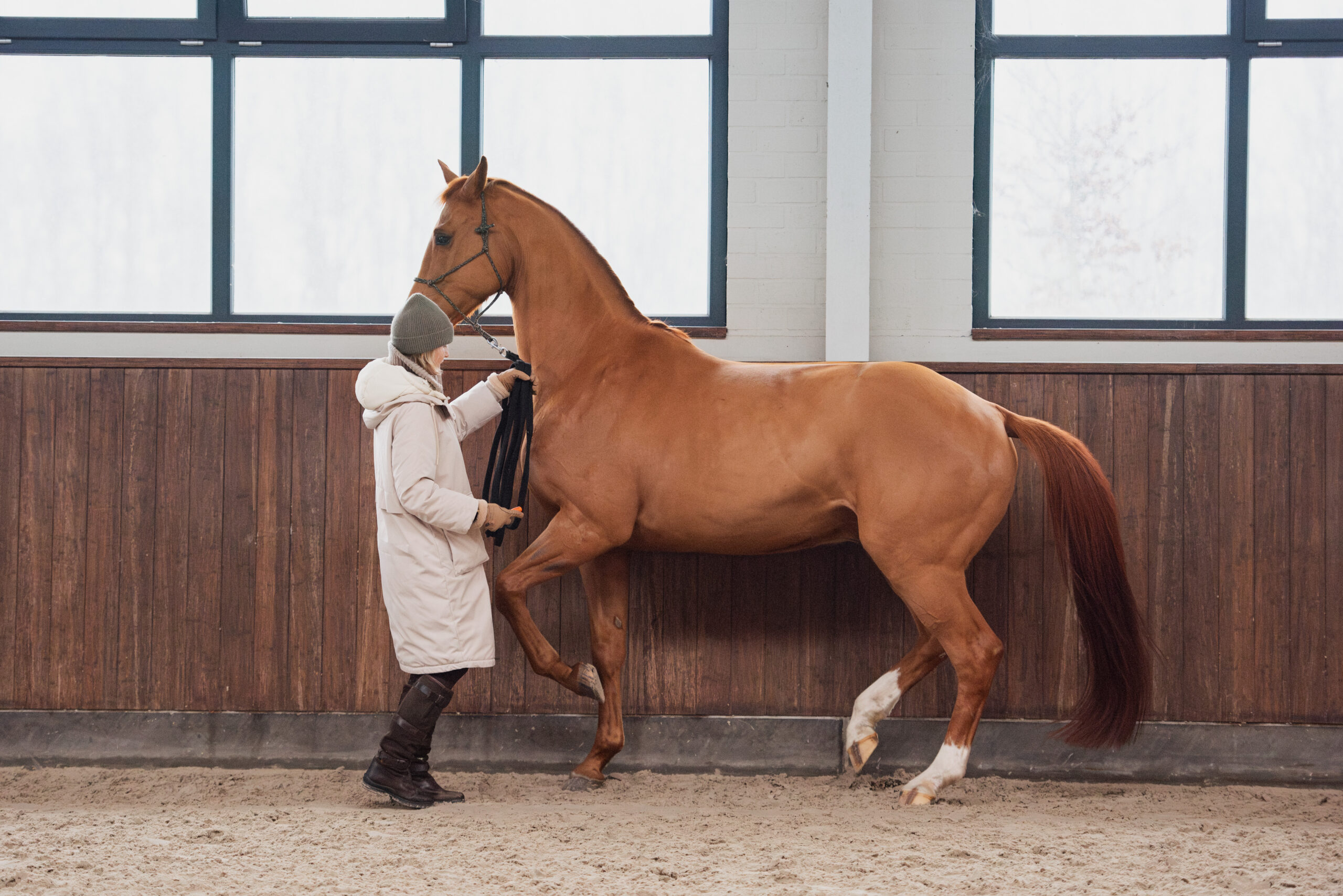 OneHorseLife Bitless Bridle