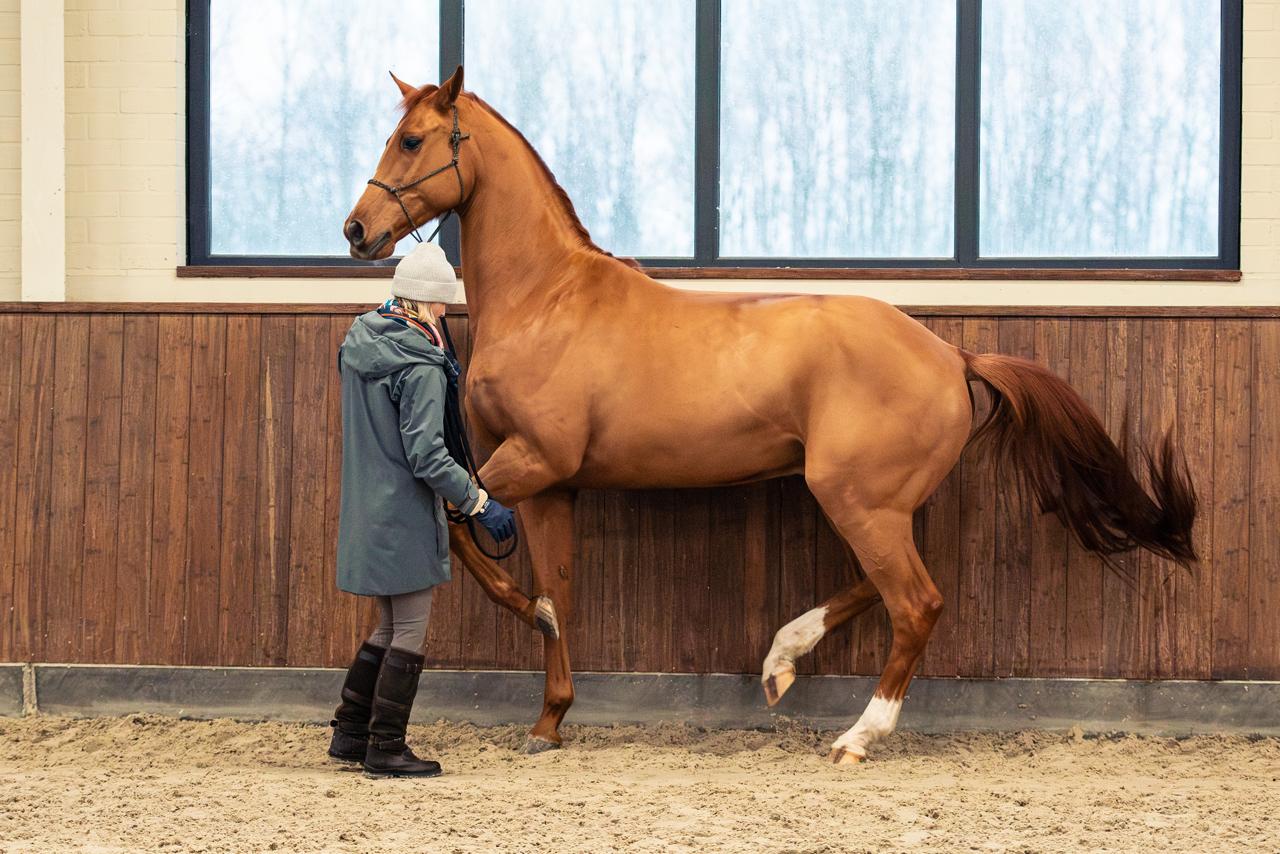 OneHorseLife Bitless Bridle
