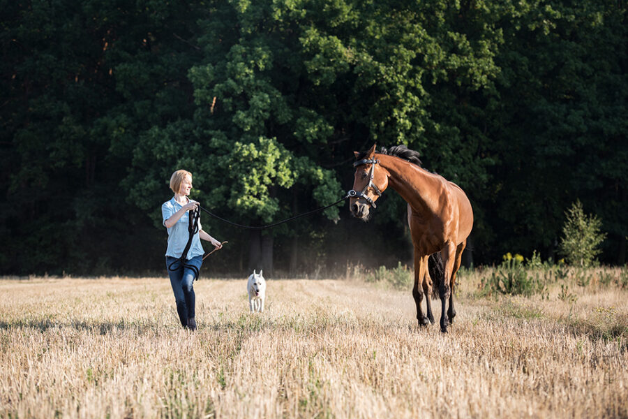 Natural Balance: Full Static Sessions with Horses